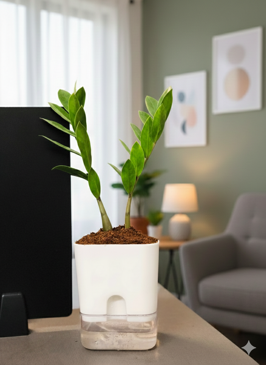 Zamioculcas Zamiifolia-Zamia (ZZ) Plant With Square Self Watering Pot