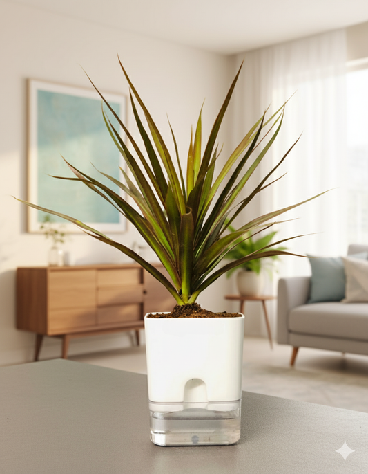 Marginata Plant With Square Self Watering Pot