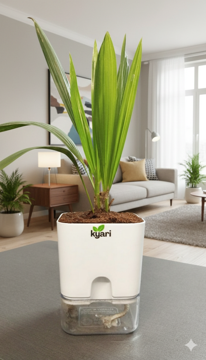 China Plam Plant with Square Self Watering Pot
