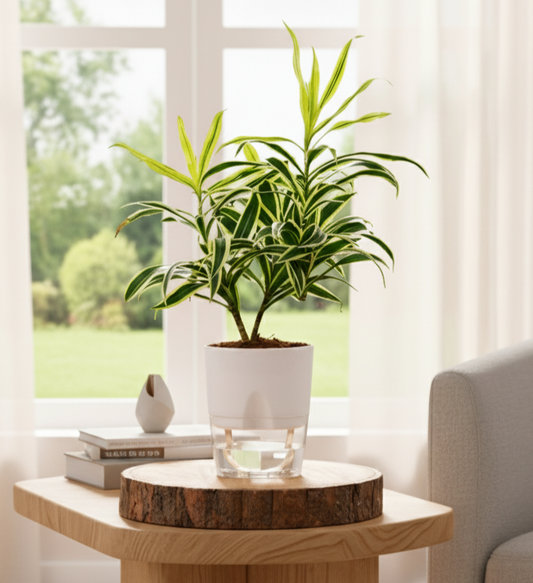 Dracaena reflexa (Song of India) Plant With Round Self Watering Pot