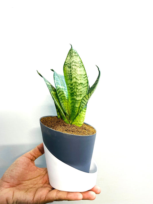 Sansevieria Green Snake Plant With Atlantis Self Watering Pot