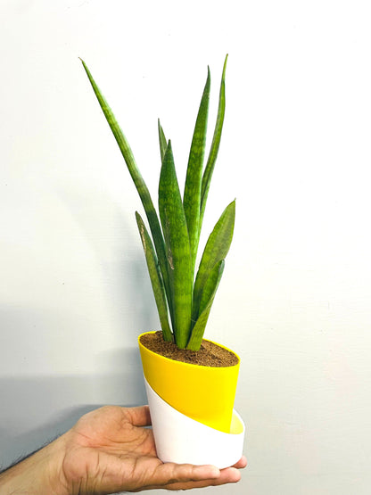 Sansevieria Dragon Claw With Atlantis Self Watering Pot