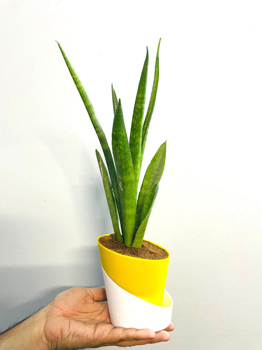 Sansevieria Dragon Claw With Atlantis Self Watering Pot