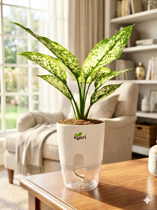 Aglaonema Chinese Evergreen Plant With Round Self Watering Pot