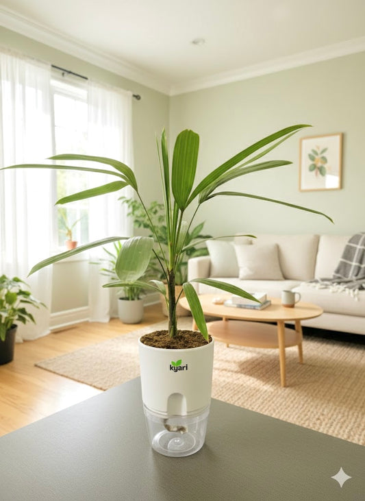 Lady Palm With Round Self Watering Pot