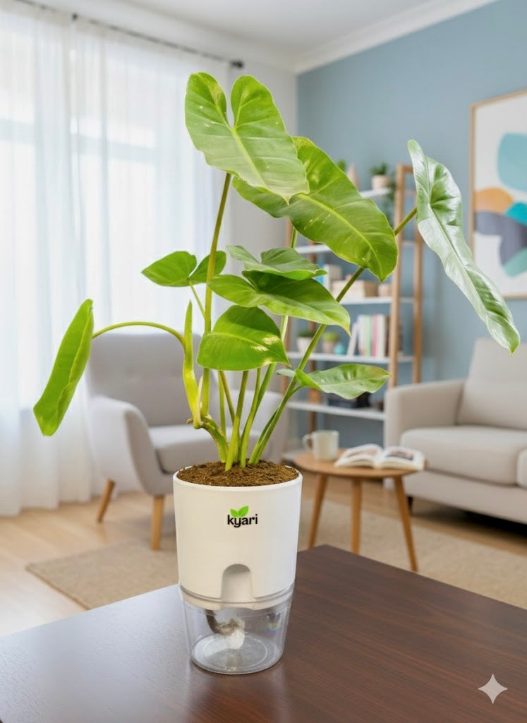 Philodendron Burle Marx With Round Self Watering Pot