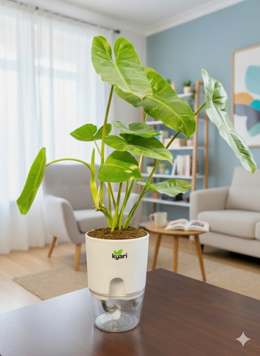 Philodendron Burle Marx With Round Self Watering Pot