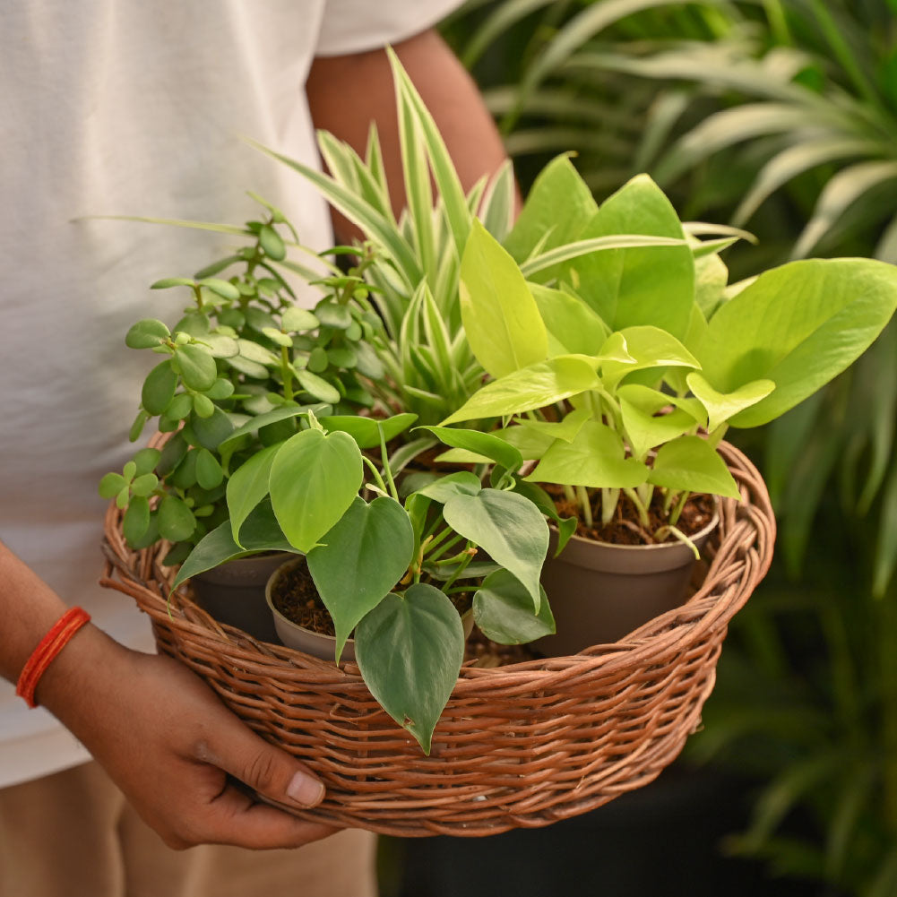 air purifying plant bundle Set of 4 Air Purifying Indoor Plant Bundle for Home – Kyari
