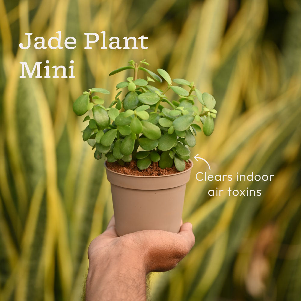 jade plant purify air Set of 4 Air Purifying Indoor Plant Bundle for Home