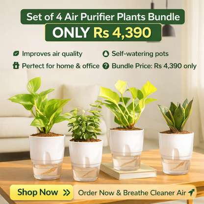 Set of 4 Air Purifying Indoor Plant Bundle for Home