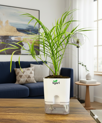 Phoenix Palm With Square Self Watering Pot