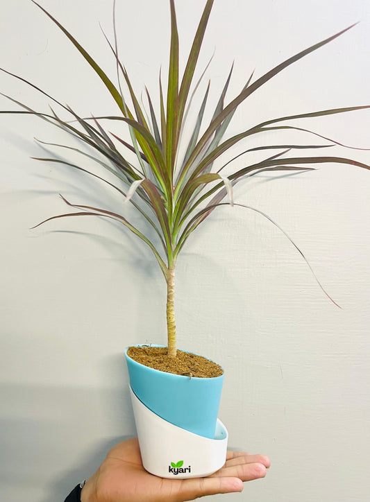 Marginata Plant With Atlantis Self Watering Pot