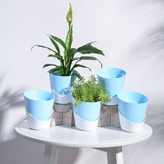 Set of 5 Self Watering Pot (Without Plant)