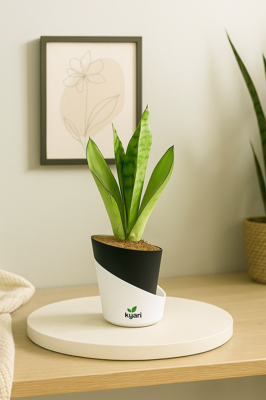 Sansevieria Moonshine (Snake Moonshine) Plant With Atlantis Self-Watering Pot