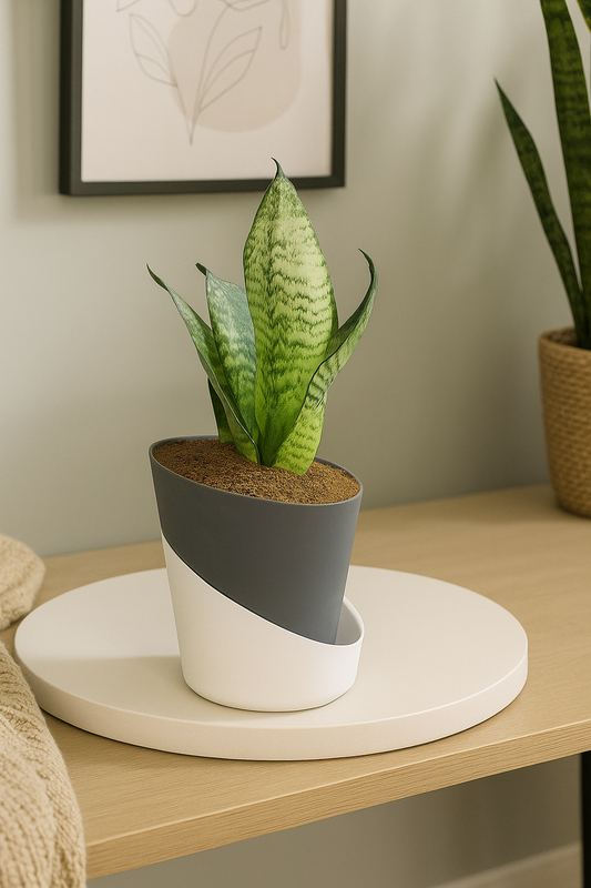 Sansevieria Green Snake Plant With Atlantis Self-Watering Pot